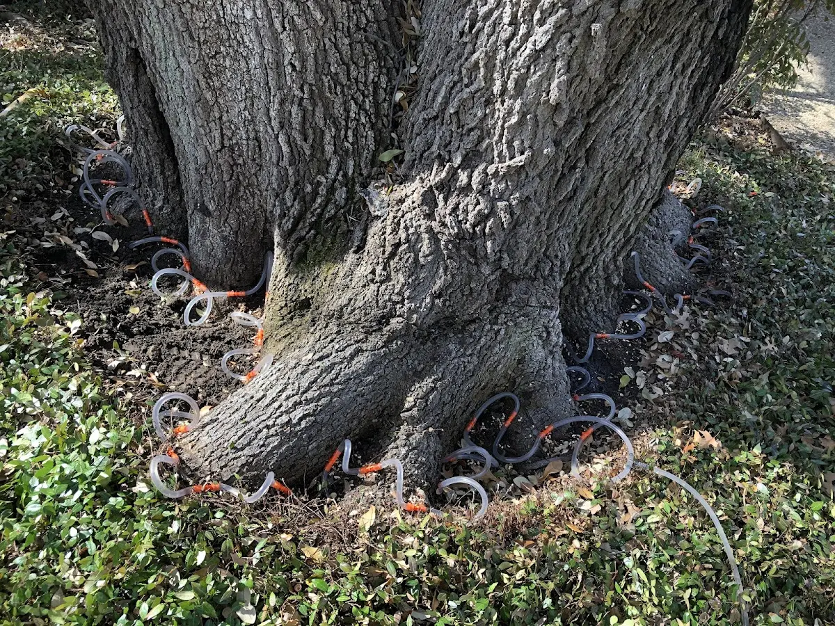 Detailed Tree Cabling and Bracing job site in Halltown