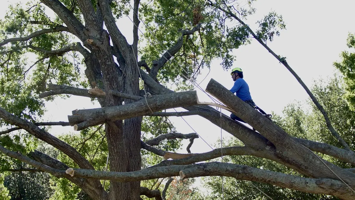 Professional Hazardous Tree Removal performed by certified arborists in Halltown