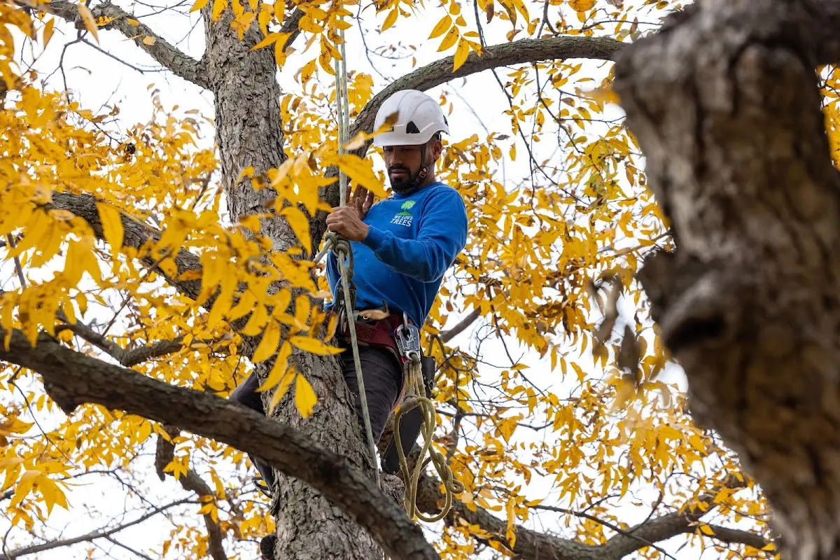 Skilled Tree Planing crew working in Halltown