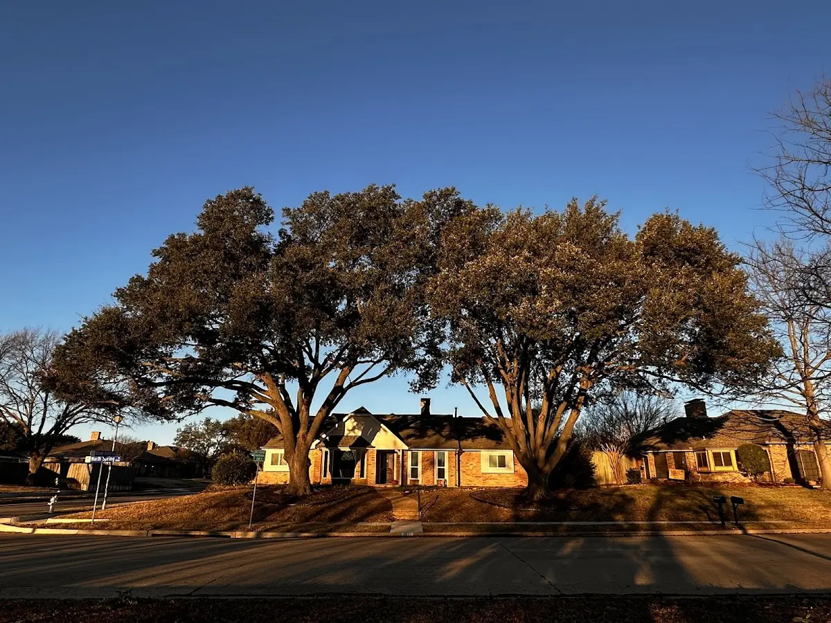Established residential canopy tree shading a home in Halltown